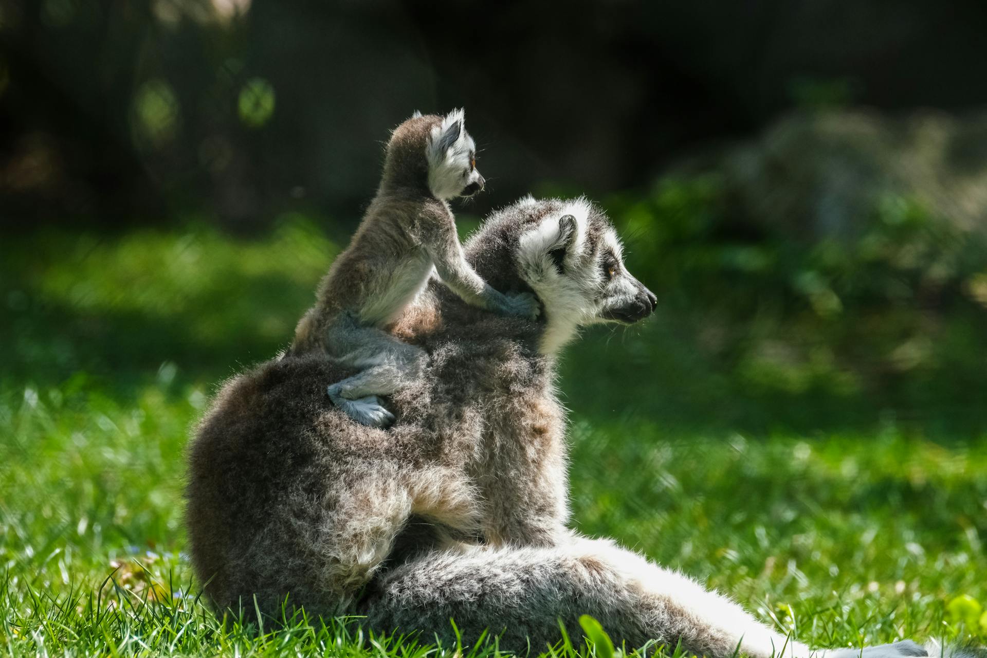 Lemurs with a baby
