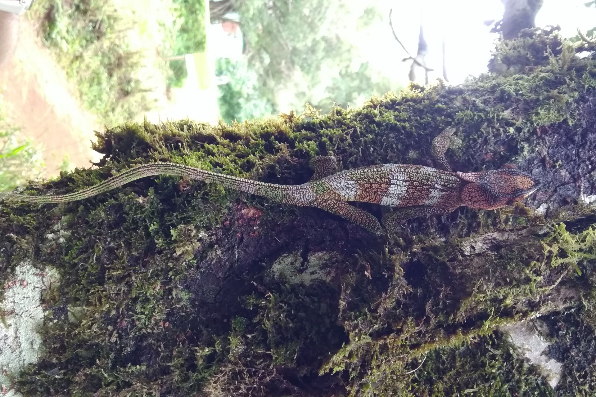 Chameleon Chameleon - Jangaria Travel Madagascar