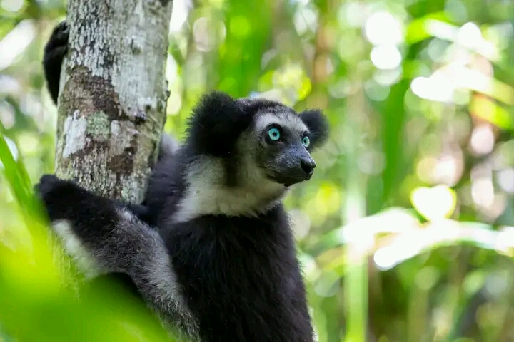 Lemur - Madagascar Jangaria Travel Lemur - Madagascar Jangaria Travel
