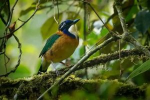 Wildlife & Birdwatching - Madagascar Jangaria Travel