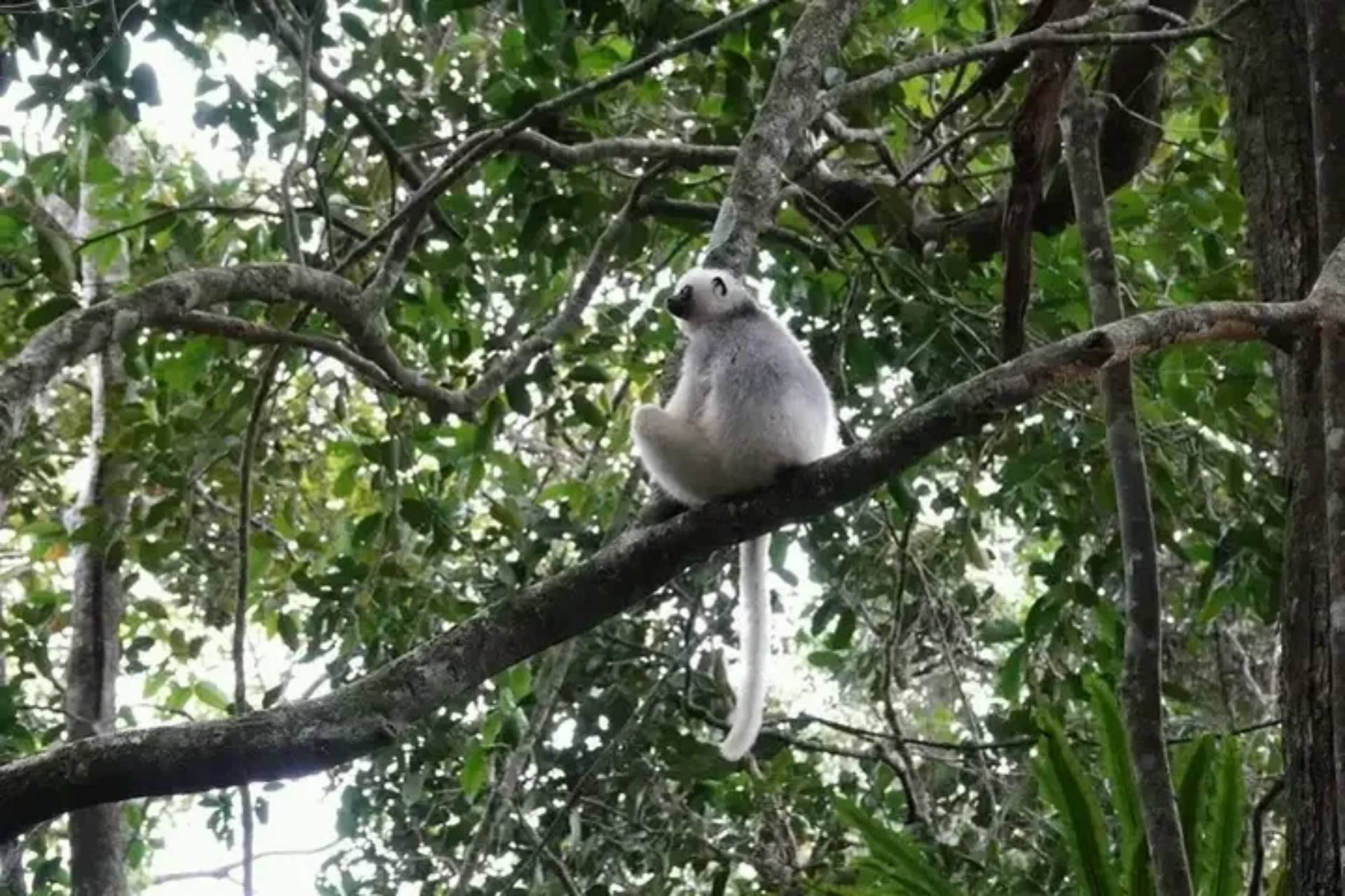 Madagascar Jangaria Travel-37 Sifaka Lemur - Madagascar Jangaria Travel