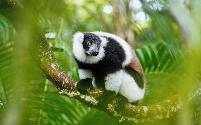 The Ultimate Guide to Traveling in Madagascar