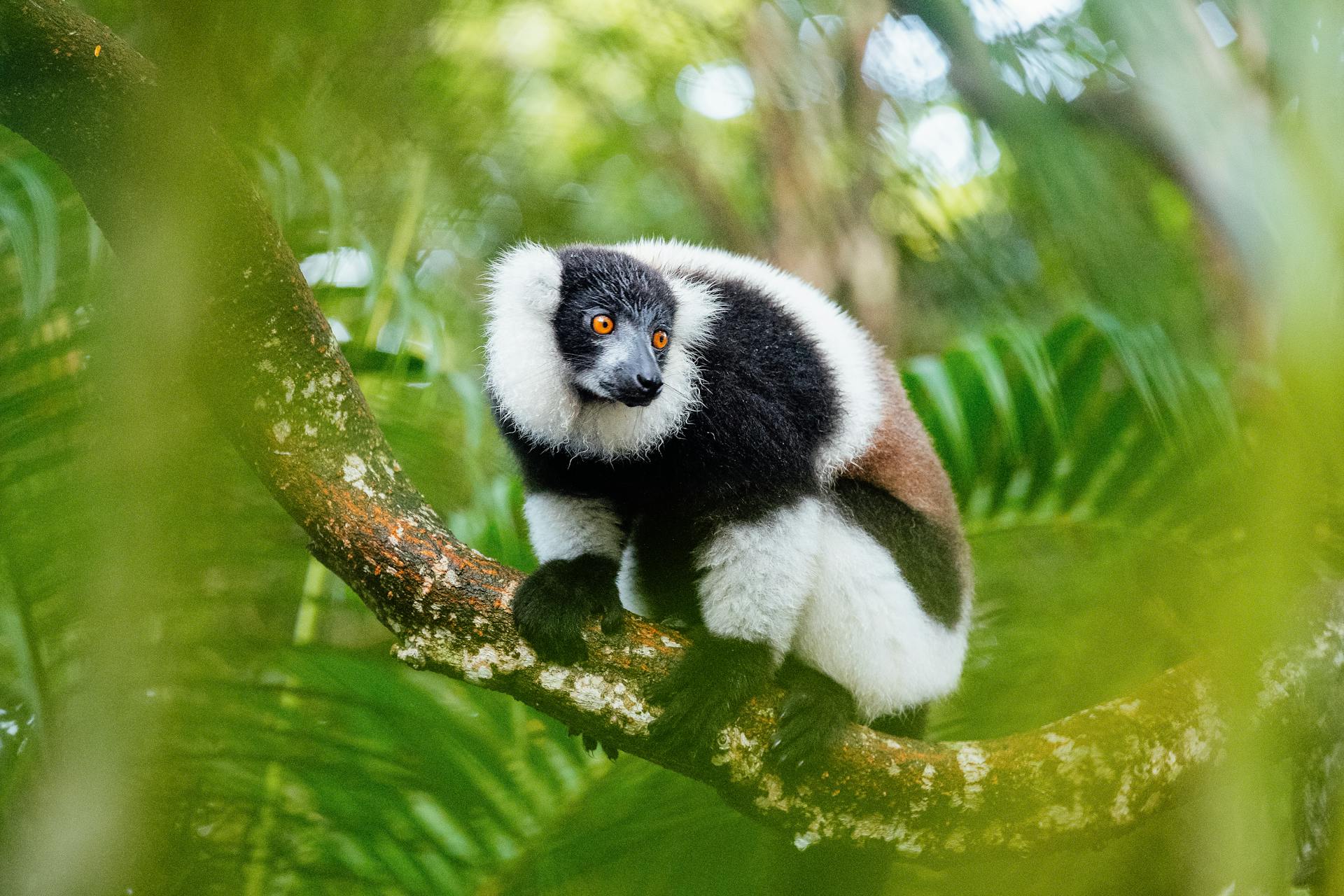 Madagascar Lemurs - Madagascar Jangaria Travel