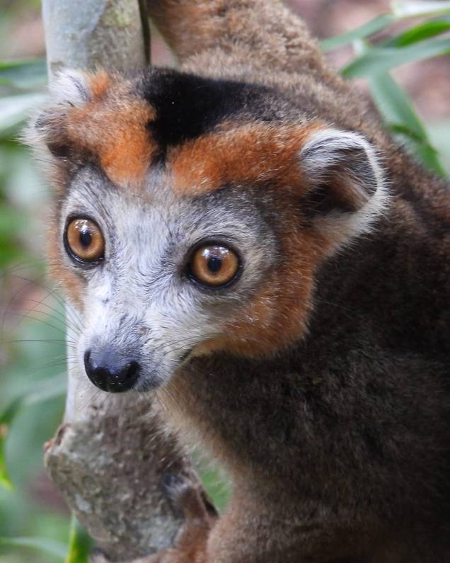 Lemurien de Madagascar Lemurien de Madagascar