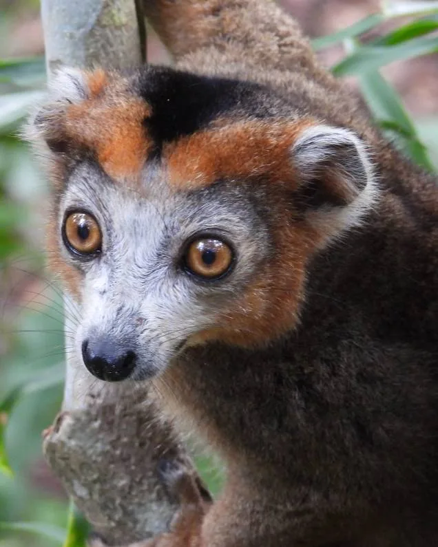 Lemurien de Madagascar